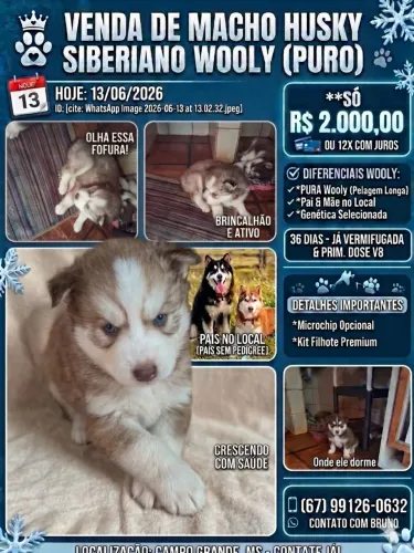 Filhote de husky Siberiano wooly