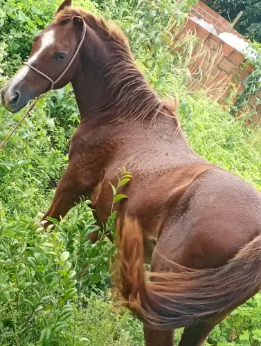 Um cavalo de carroça bom para trabalhar em material de construção não tem os arreios 