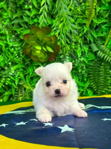 Filhotes de Chihuahua