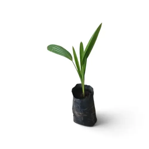 Mudas De Palmeira Leque Para Paisagismo E Vaso Kit com 10