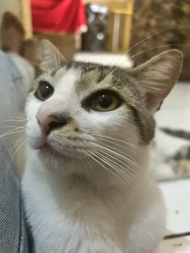 Gato