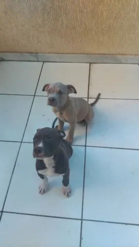 CACHORROS DE RAÇA 