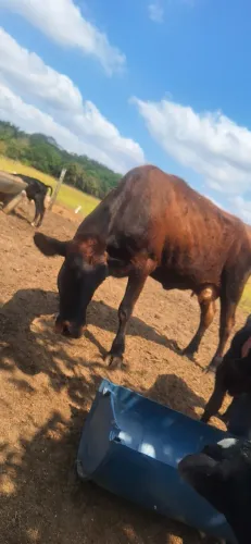 Vaca