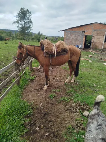 Égua crioula nova domada mansa whats *