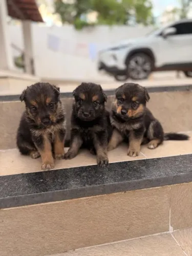 Cachorros