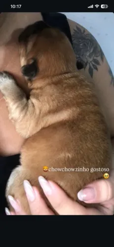 Filhotes de chow chow