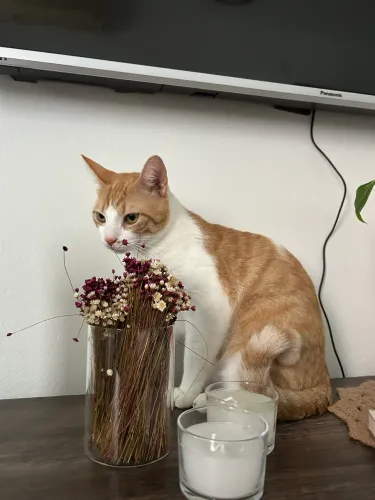 gato para adotar
