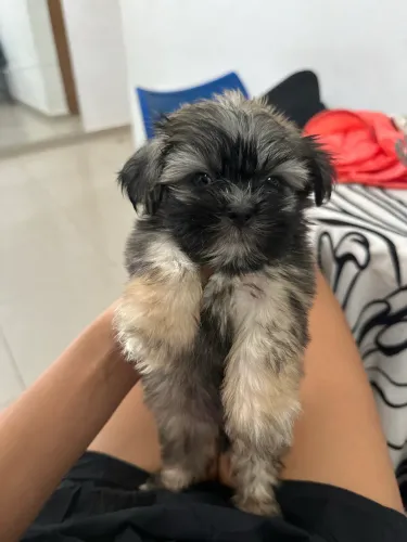 Shihtzu Macho - Puro Mini $850