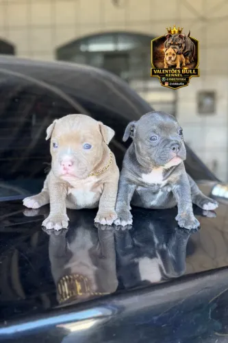 AMERICAN BULLIE MICRO OPORTUNIDADE 
