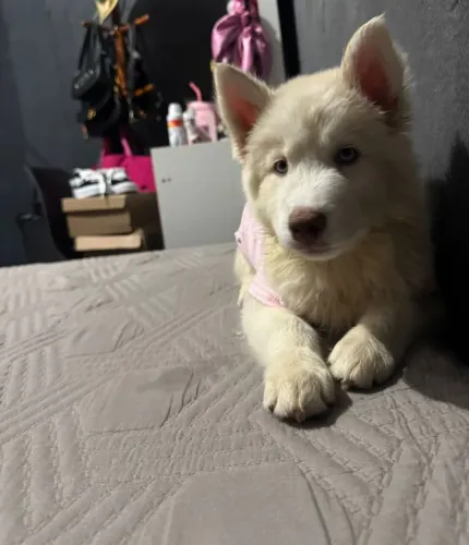 Husky siberiano albina