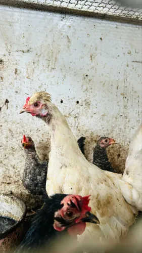 4 Galinhas Garnizé R$120 (ENTREGO)