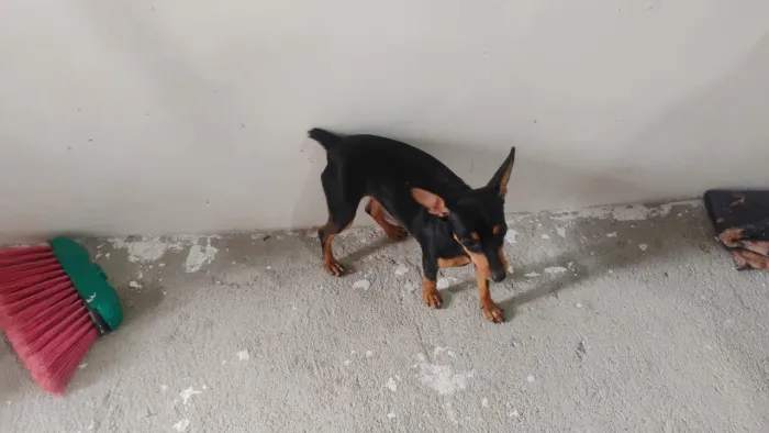 Cachorro pinscher 