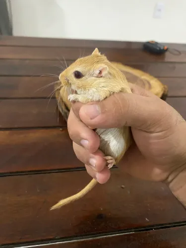 Gerbil(esquilo da Mongólia)