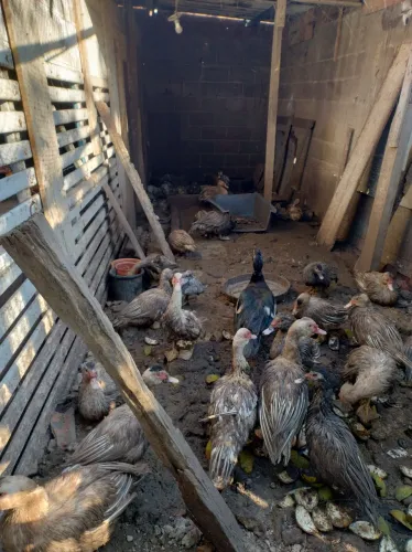 Patos e patas