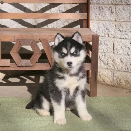 Husky Siberiano com olhar marcante