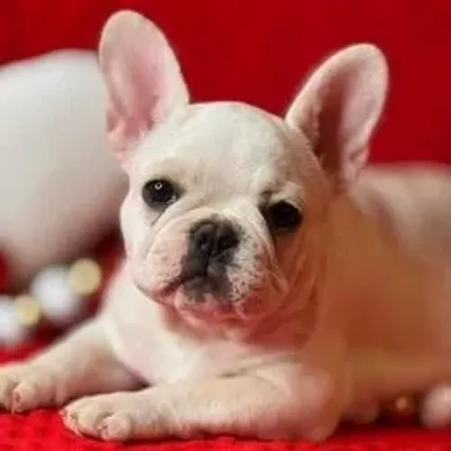 Bulldog Francês,Bulldog Francês Filhote Saudável Excelente Companhia