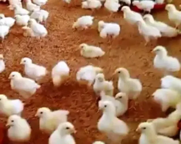 pintinhos de 1 a 15 dias