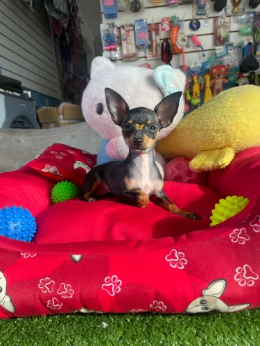 Pinscher fêmea zero com duas doses de vacinas $2.900,00