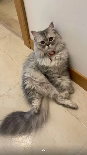 Gato persa adulto