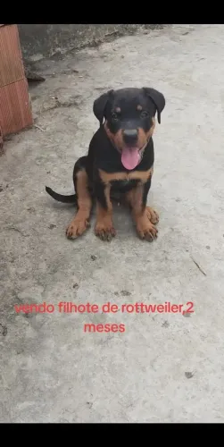 cachorro rottweiler