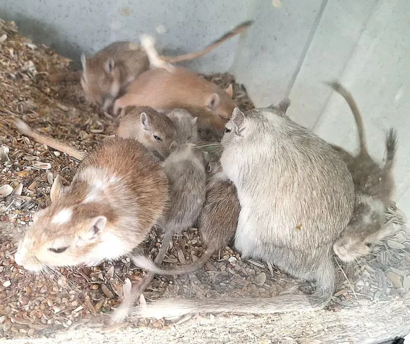 Casal ou dupla de Gerbil, esquilo da mongólia