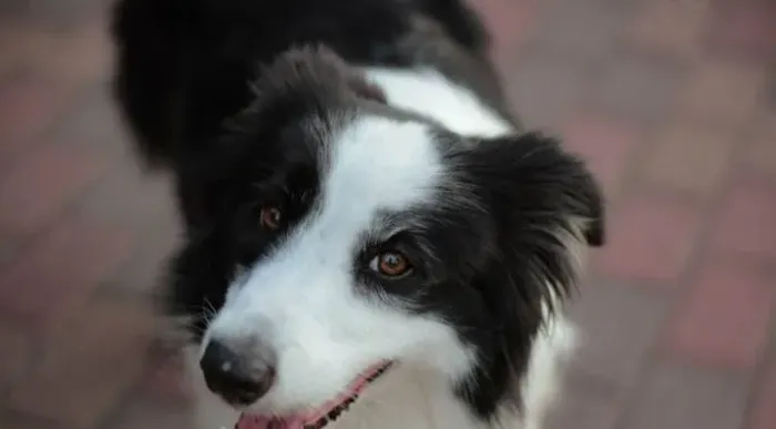 Doando uma cachorro de raça boder collie