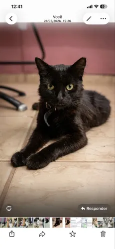 Gato negativo fiv e felv e castrado