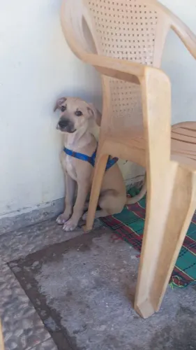 Cachorro macho para adoção responsável 
