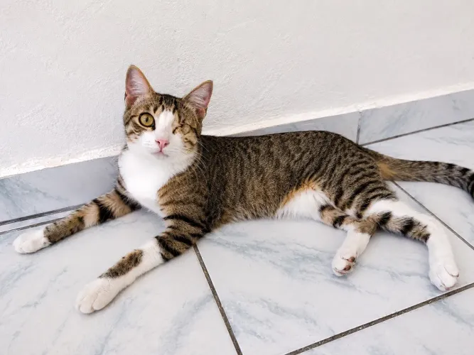 Gato SUPER carinhoso castrado e vacinado (tem apenas 1 olhinho)