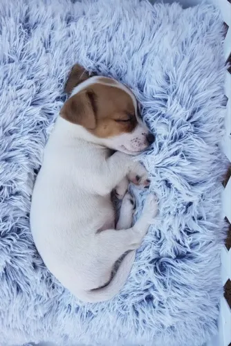 Jack Russel