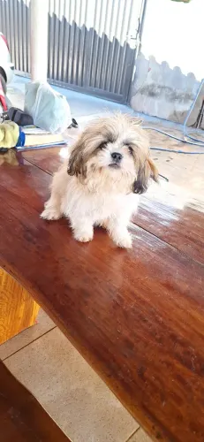 Vende-se filhote de Shih Tzu 5 mêses