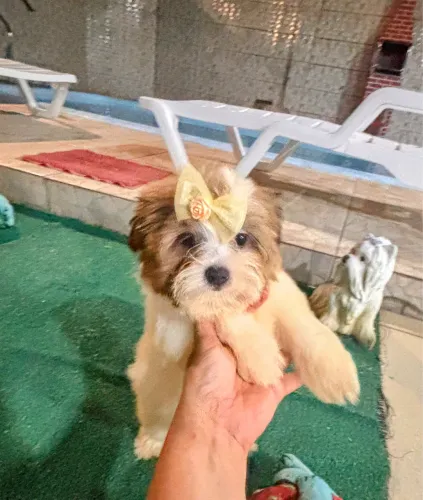 Lindos bebês lhasa Apso Esmeralda 