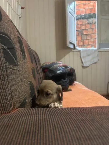 Filhotes cachorro