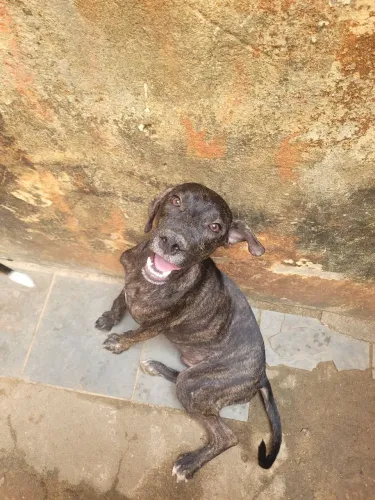 Cachorro macho para adoção ,7 meses médio-grande, saudável e bom para cuidar da casa<br>