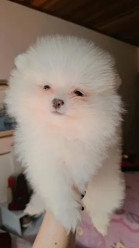 Spitz macho neve bem ursinho