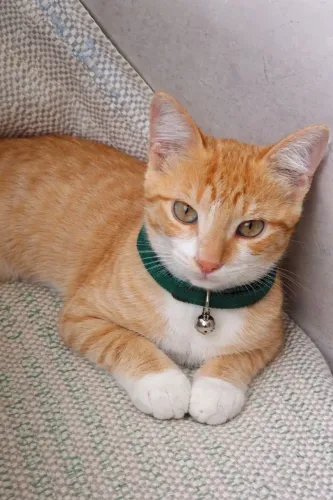 Gatos machos  amigáveis - 3 meses