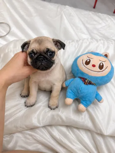 Pug