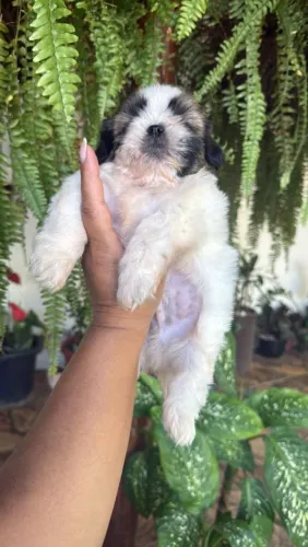 Shih Tzu adorável