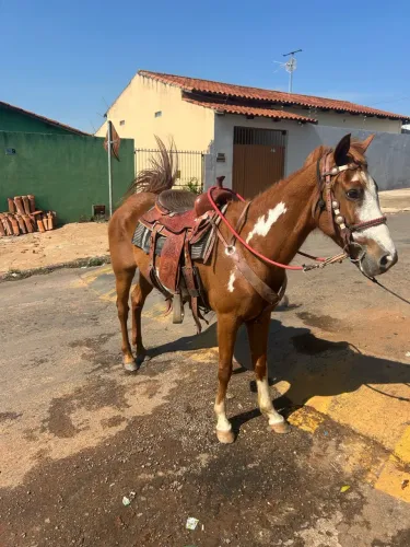 Égua Paint 