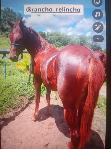Potra quarto de  milha