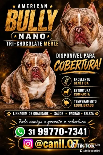 American Bully para cobertura. Tri-chocolate Merle Nano