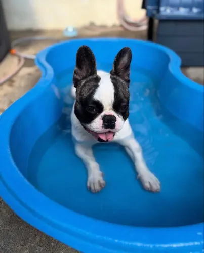 Leve para casa um filhote de Buldogue Francês e ganhe um amigo para a vida toda.