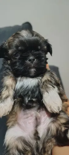 Filhote raça Shitzu macho porte pequeno