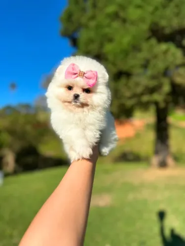 SPITZ ALEMÃO ANÃO EXCLUSIVO!!!