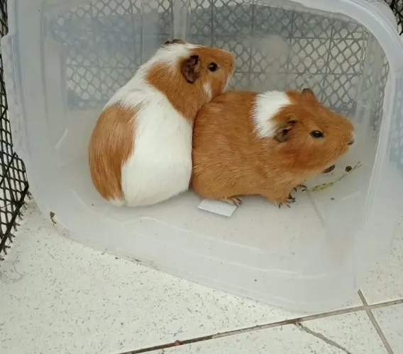 Porquinho da índia