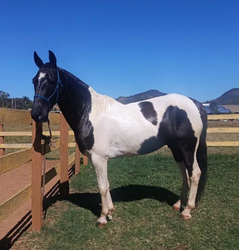 Cavalo marcha picada 