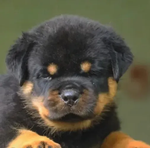 ROTTWEILER FILHOTES