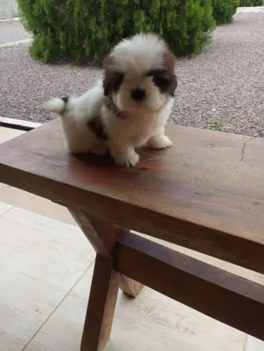 Filhotes de Shihtzu 