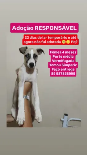 Adoção RESPONSÁVEL