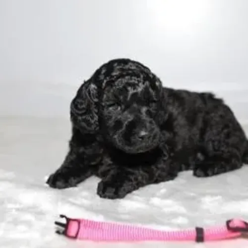 Poodle,Poodle Filhote Muito Amoroso e Dócil